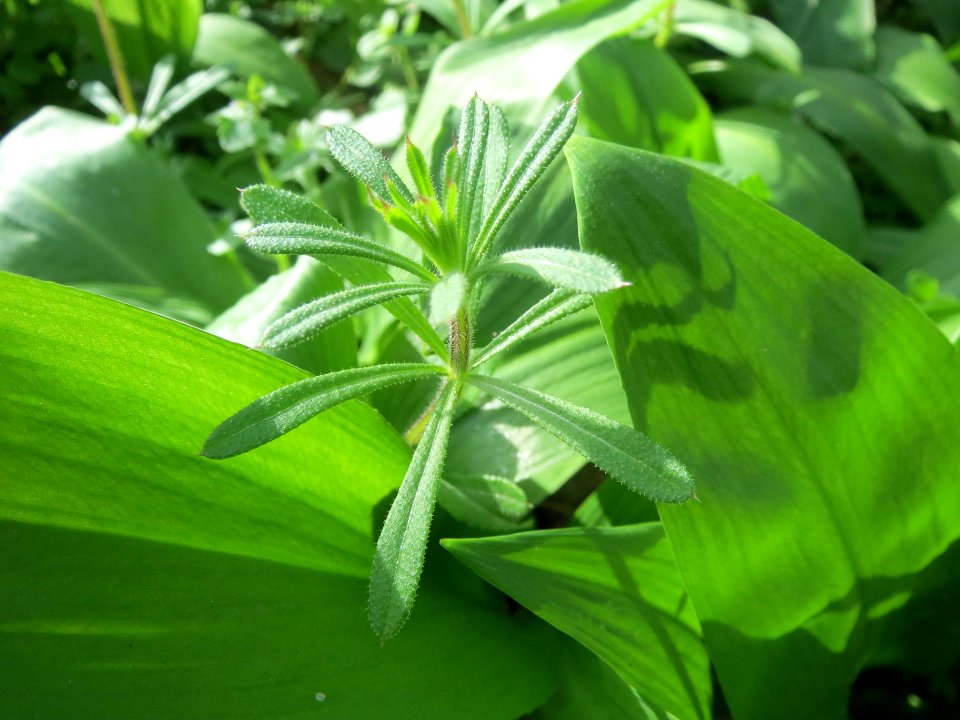 20140319Galium_aparine1
