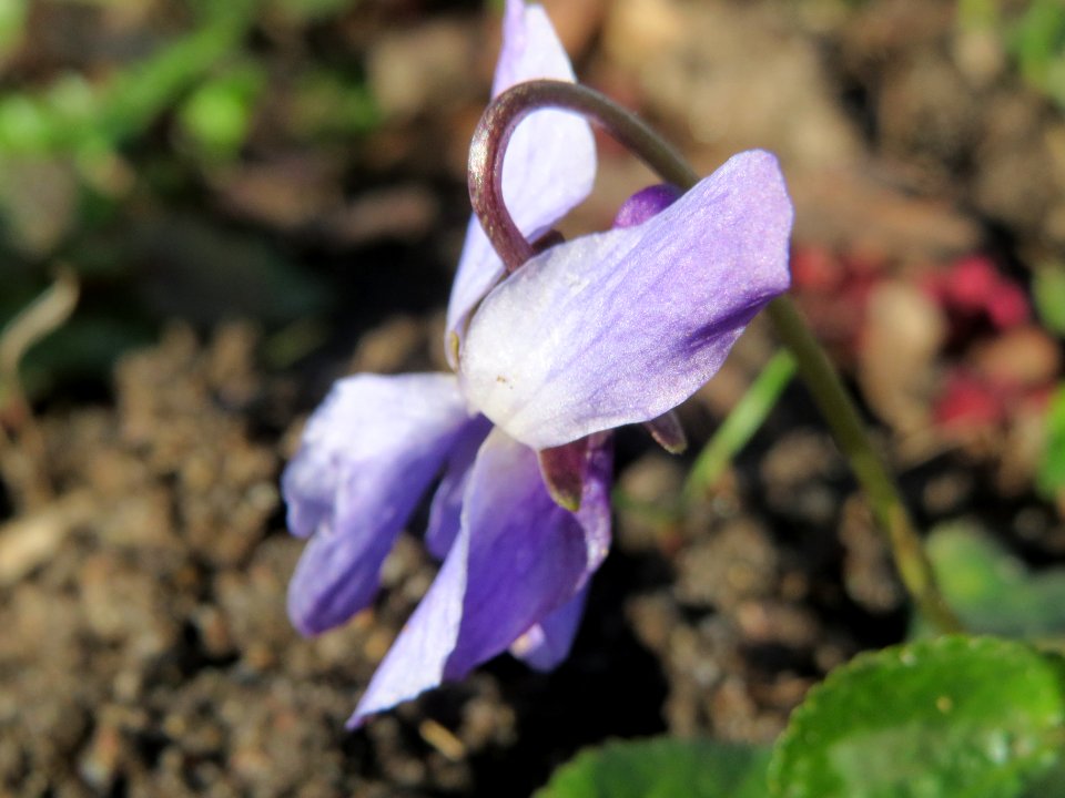 20140228Viola_odorata3