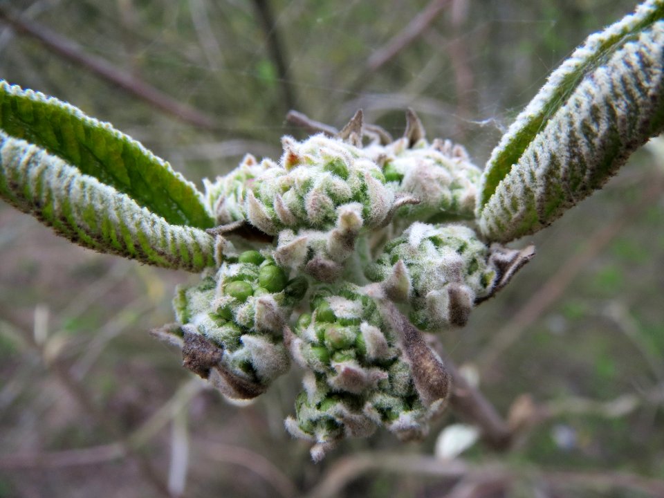 20140318Viburnum_lantana1