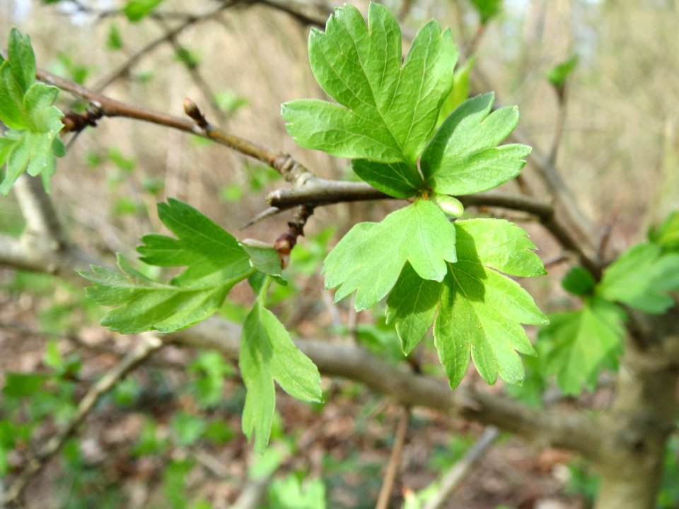 20140319Crataegus_monogyna2