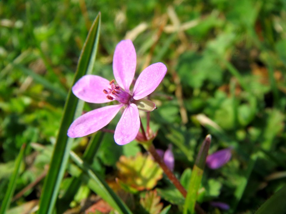 20140317Erodium_cicutarium2