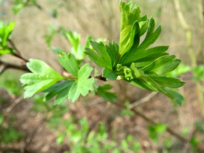 20140319Crataegus_monogyna1