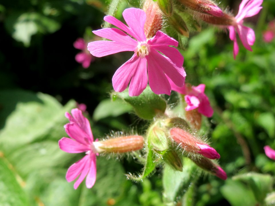 20140413Silene_dioica2