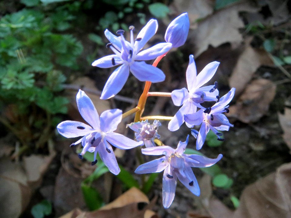 20140313Scilla_luciliae7