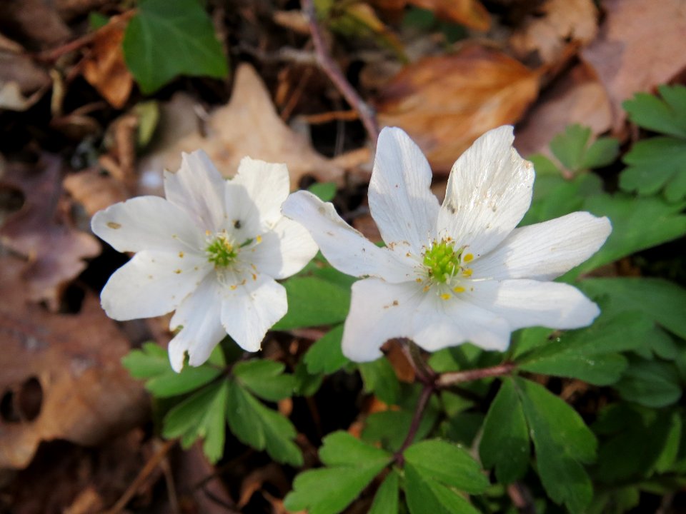 20140319Anemone_nemorosa2