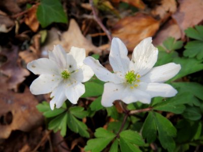 20140319Anemone_nemorosa2