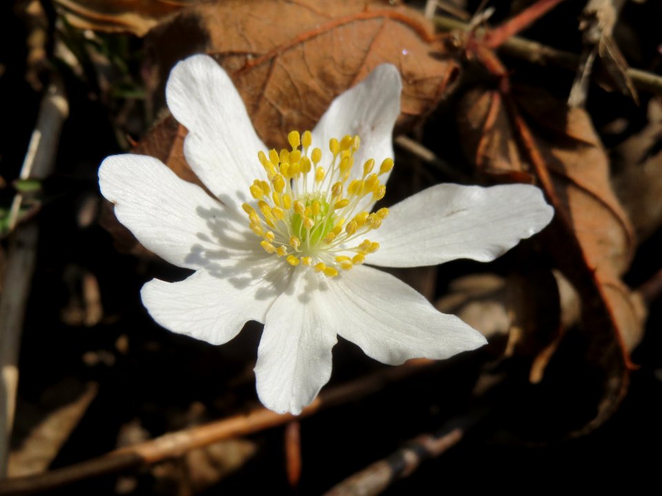 20140316Anemone_nemorosa3