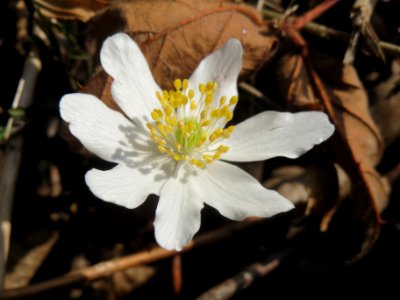 20140316Anemone_nemorosa3