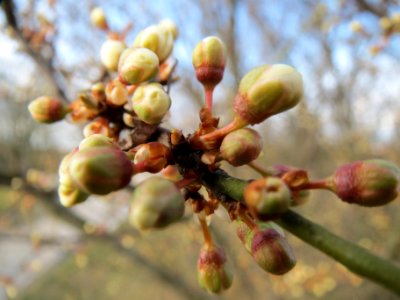 20140227Prunus_spinosa_Reilingen5