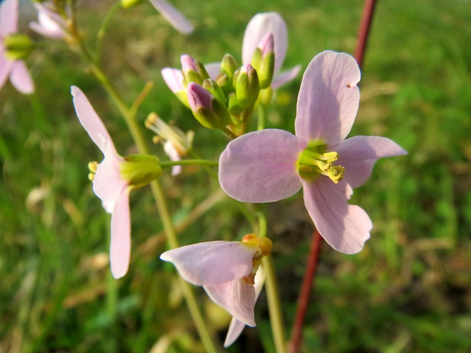 20140316Cardamine_pratensis05
