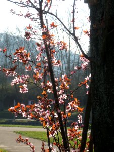 20140311Prunus_cerasifera_Staden3