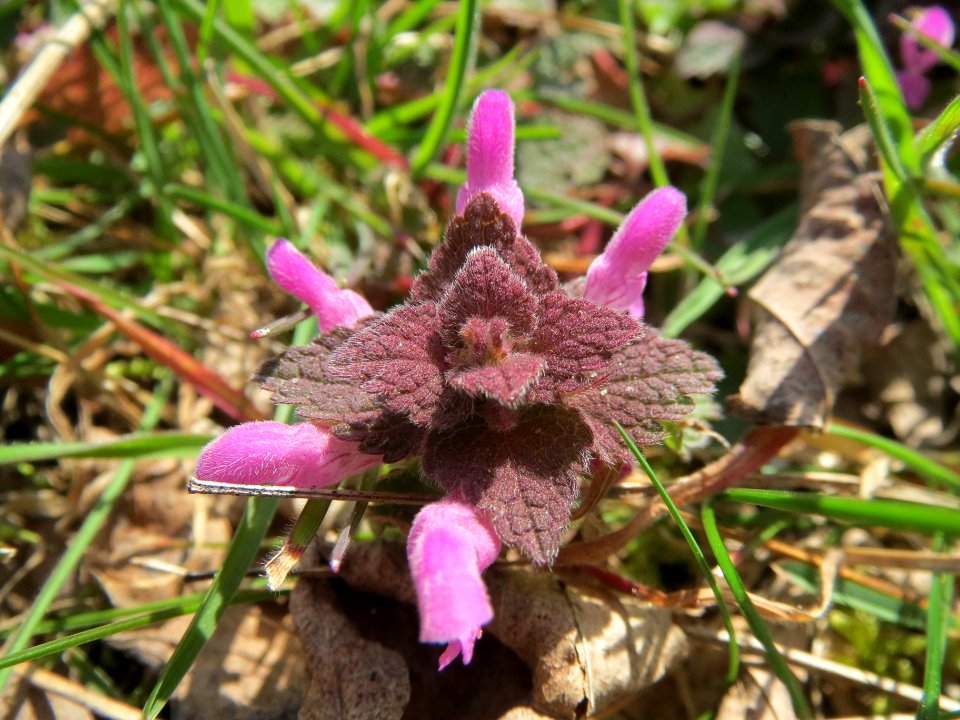 20140319Lamium_purpureum