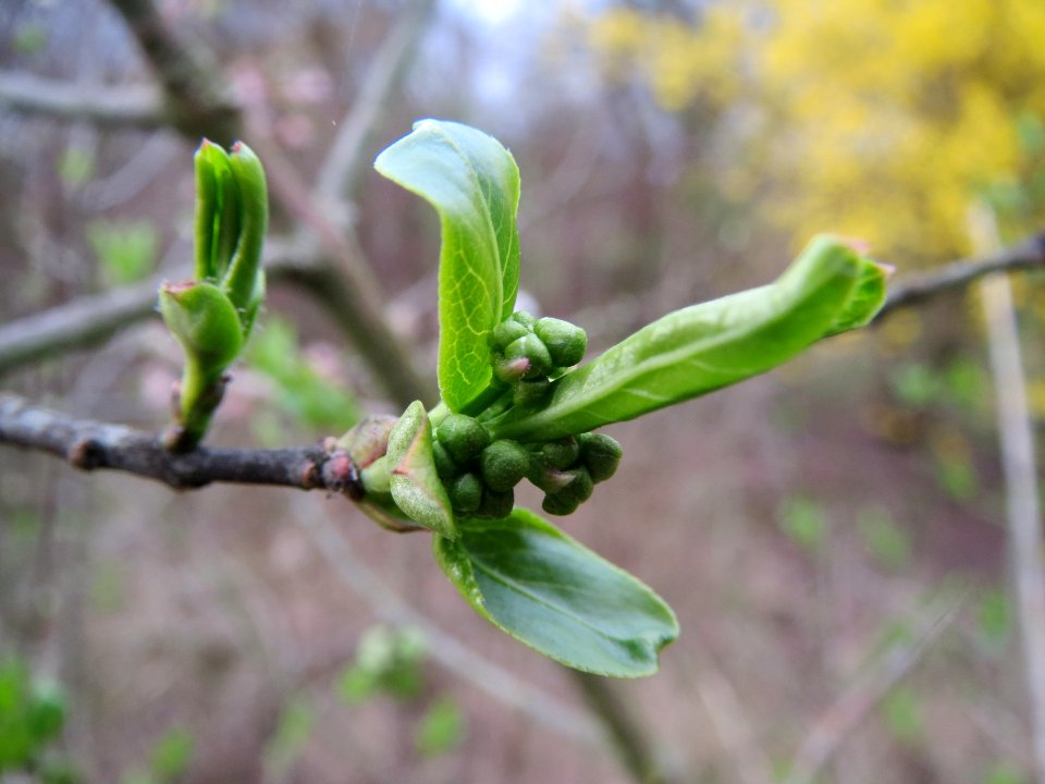 20140315Euonymus_europaeus2