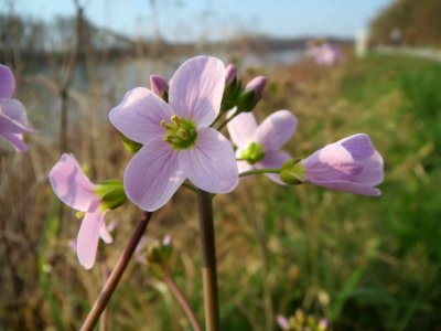 20140316Cardamine_pratensis03