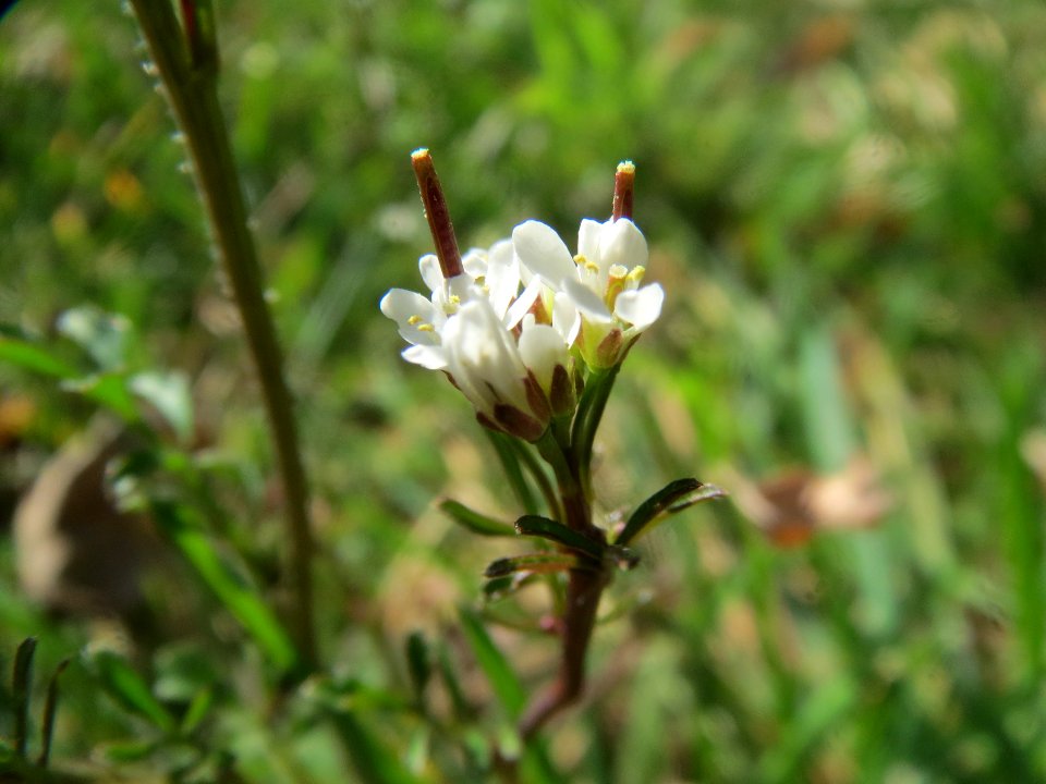 20140319Cardamine_hirsuta1