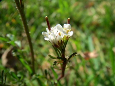 20140319Cardamine_hirsuta1