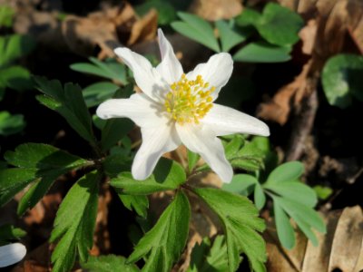 20140316Anemone_nemorosa5