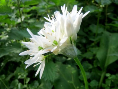 20140414Allium_ursinum