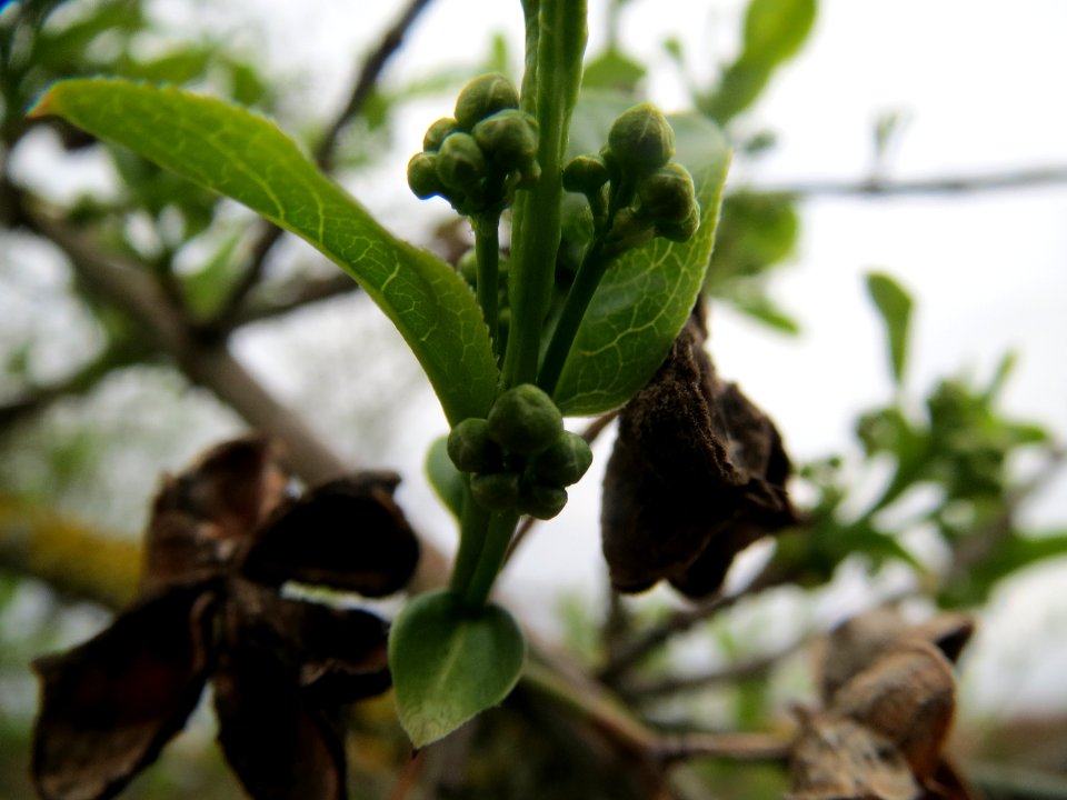 20140315Euonymus_europaeus4
