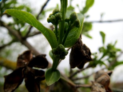 20140315Euonymus_europaeus4