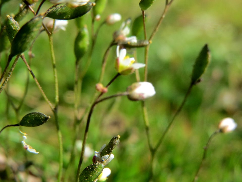 20140319Draba_verna