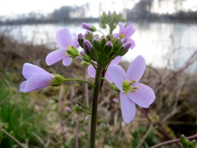 20140316Cardamine_pratensis01