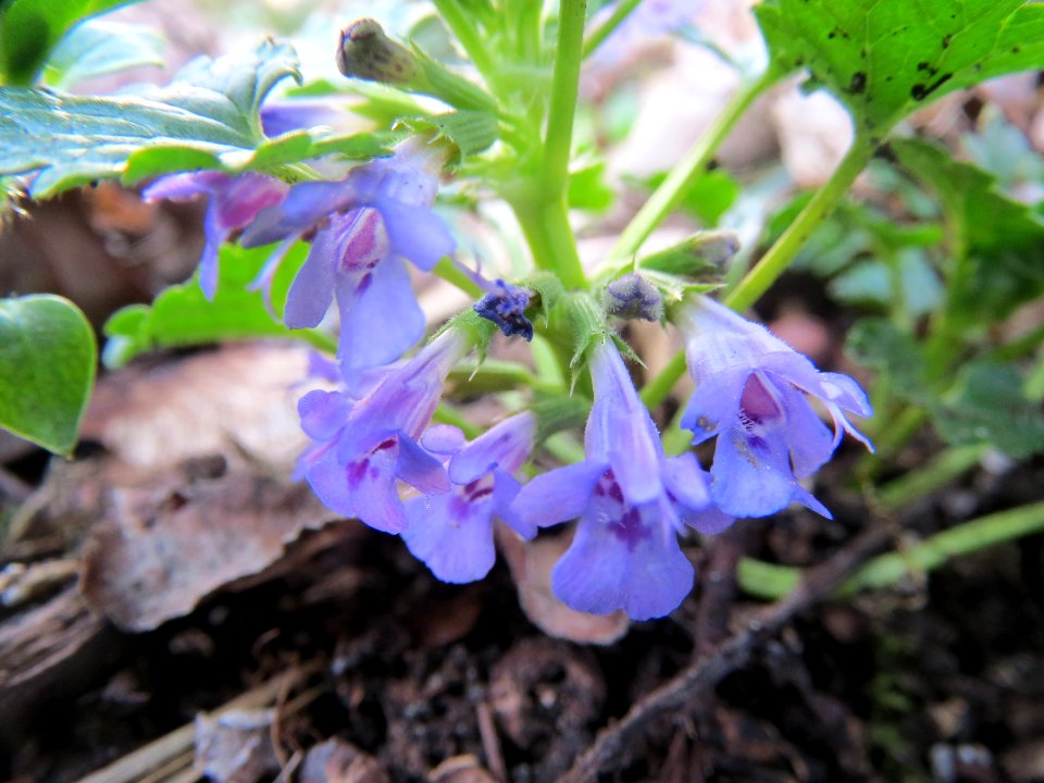 20140319Glechoma_hederacea1