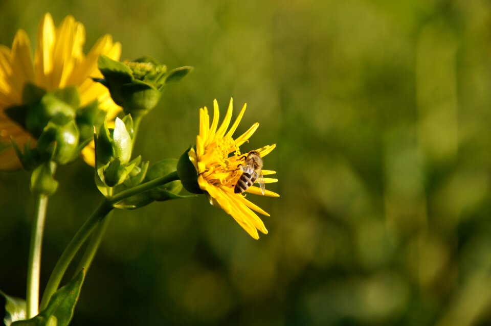 Bloom yellow close up photo