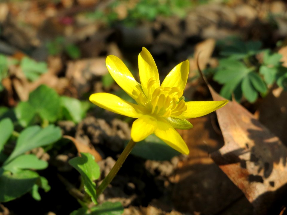 20140316Ficaria_verna2