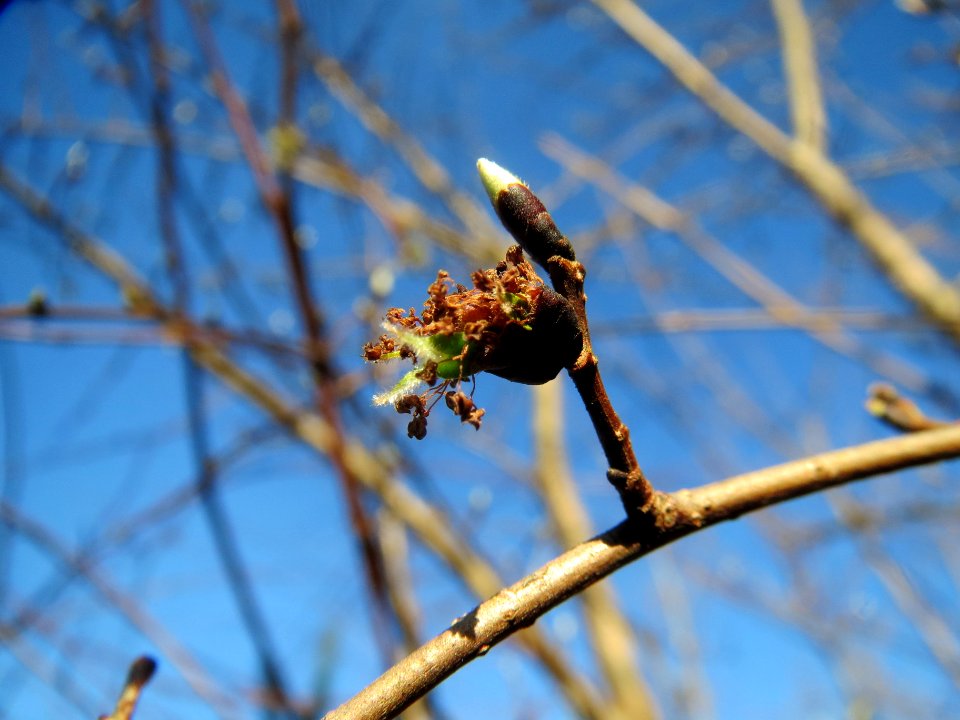 20140320Ulmus_minor2