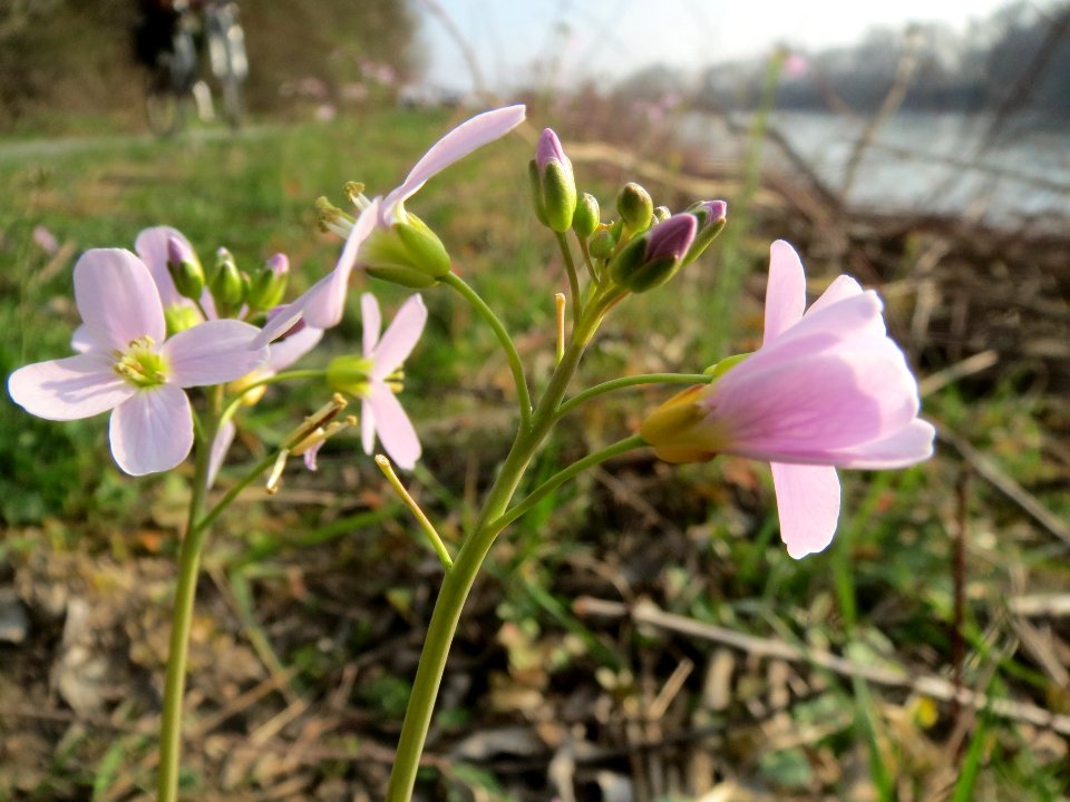 20140316Cardamine_pratensis09