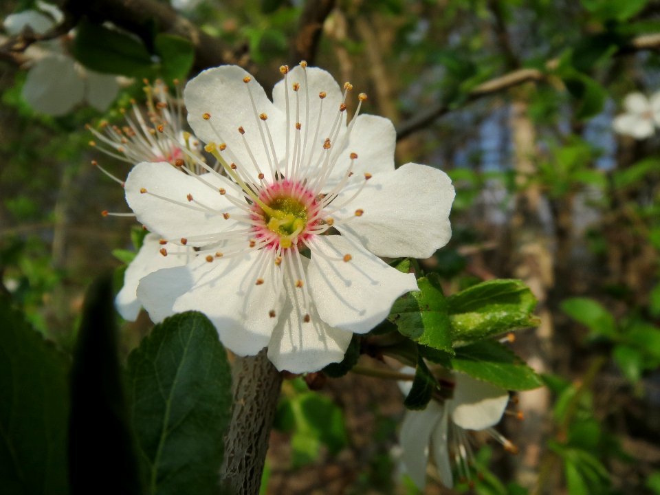 20140316Prunus_spinosa4