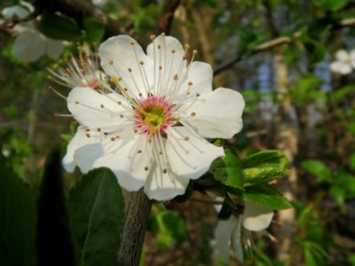 20140316Prunus_spinosa4