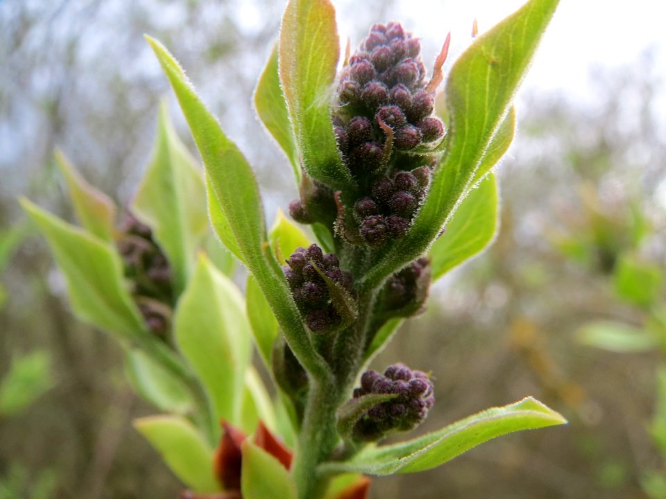 20140315Syringa_vulgaris1