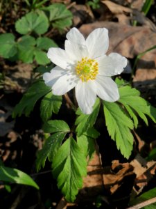 20140316Anemone_nemorosa8
