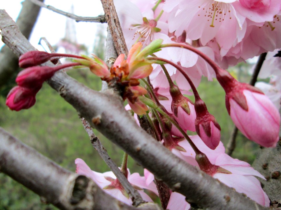 20140315Prunus_serrulata2