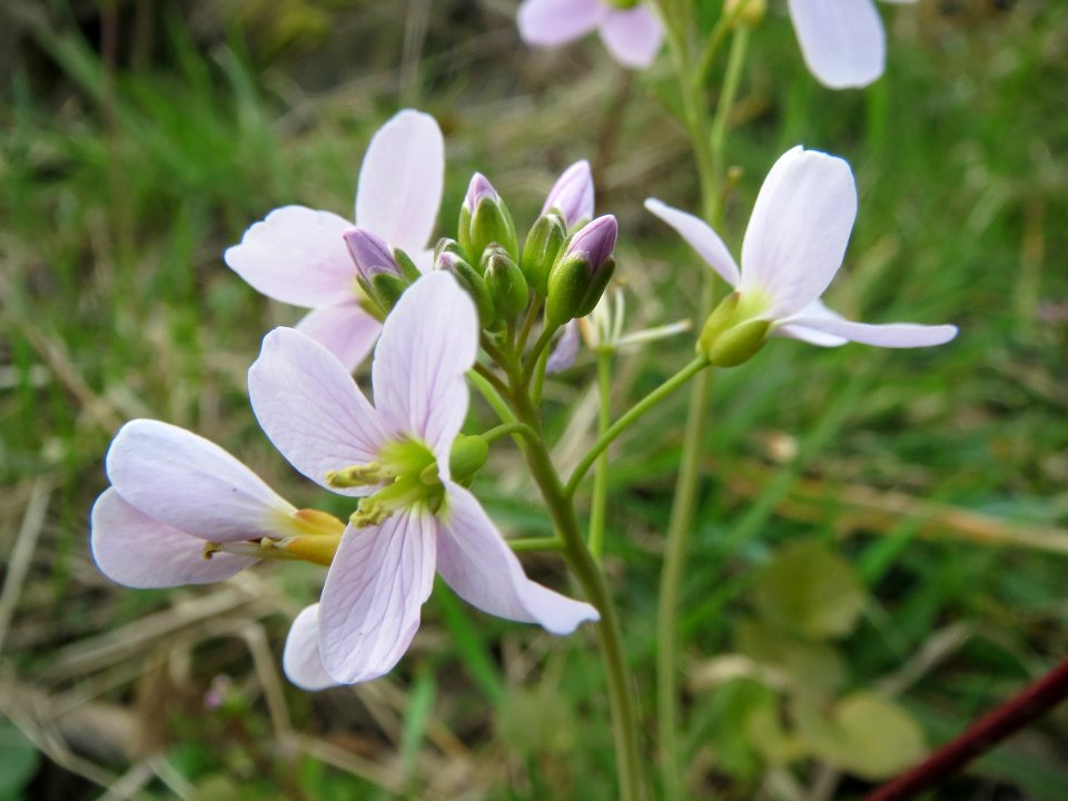 20140316Cardamine_pratensis02