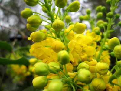 20140315Mahonia_aquifolium2