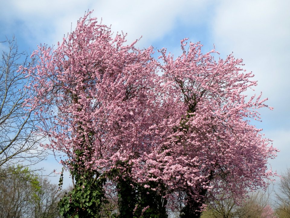 20140316Prunus_cerasifera_Hockenheim3