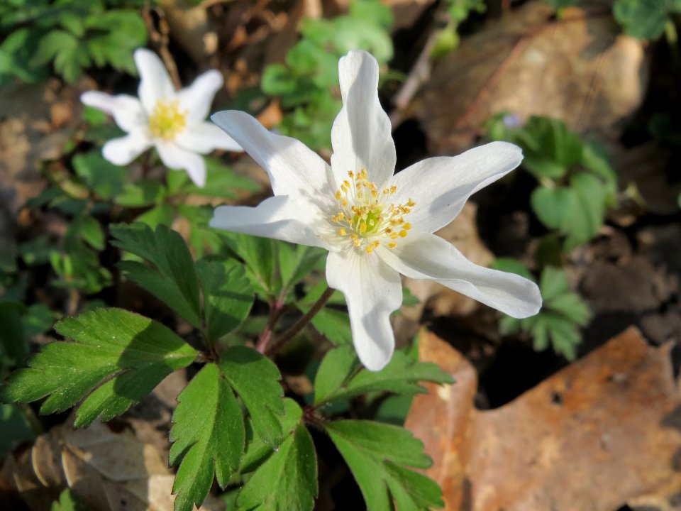 20140316Anemone_nemorosa4