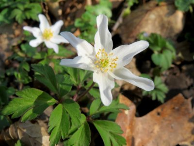 20140316Anemone_nemorosa4