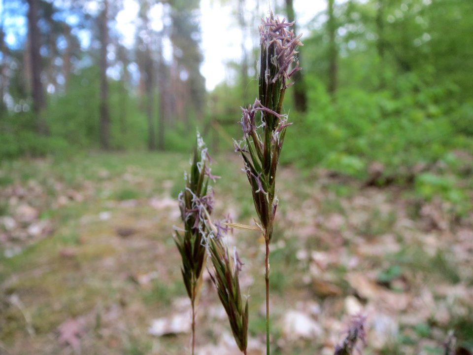 20140418Anthoxanthum_odoratum1