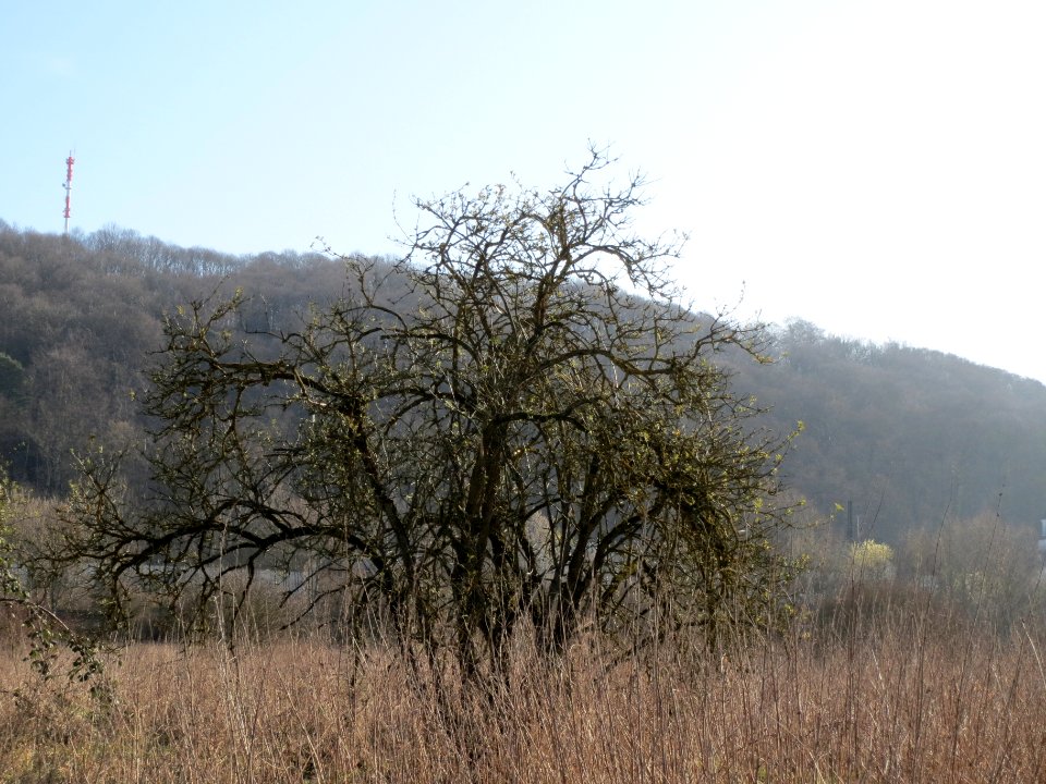 20140311Sambucus_nigra5