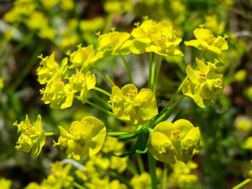 20140418Euphorbia_cyparissias1
