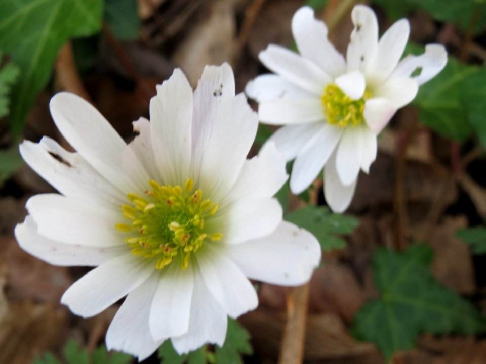 20140317Anemone_nemorosa2