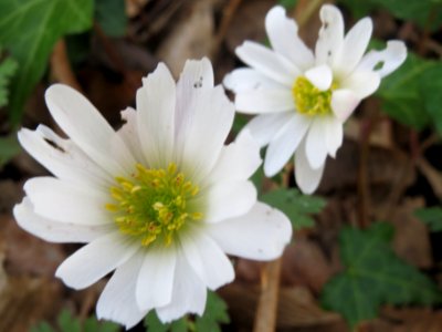 20140317Anemone_nemorosa2