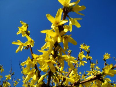 20140311Forsythie_Saarbruecken2