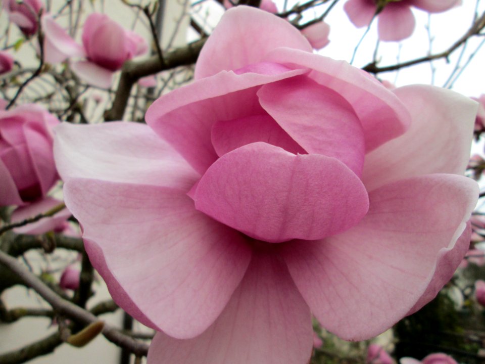 20140315Magnolie_Hockenheim1