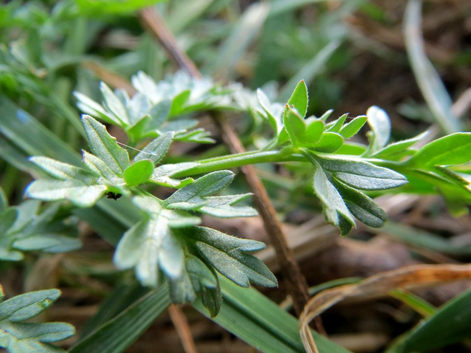 20140317Anthriscus_sylvestris1