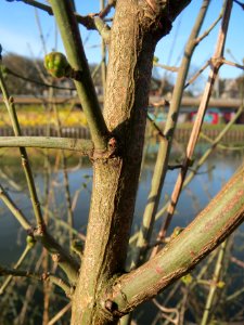 20140311Euonymus_europaeus1
